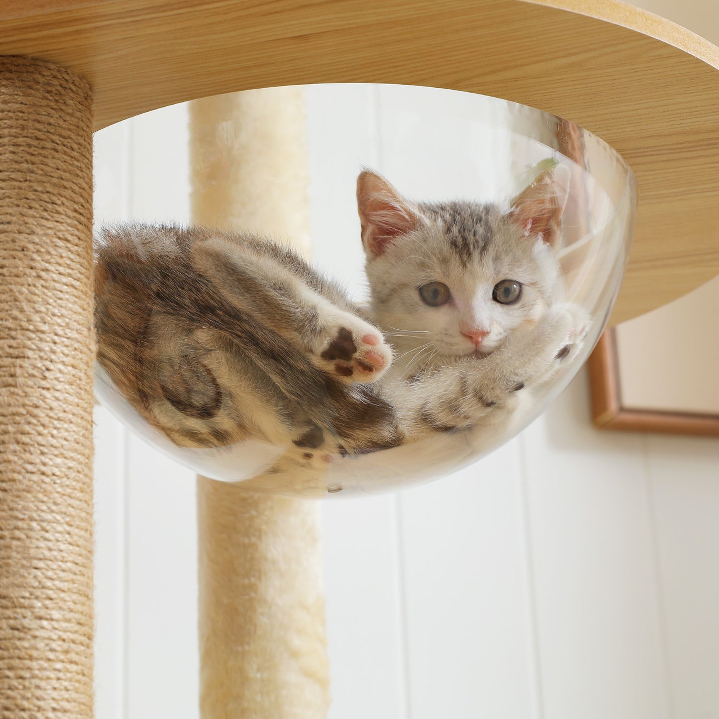 PAWZ Road Großer Katzenbaum 180 cm – Holz-Kratzturm mit Acryl-Kugelnestern | Kratzsäulen & XL-Schlafplattform für große Katzen