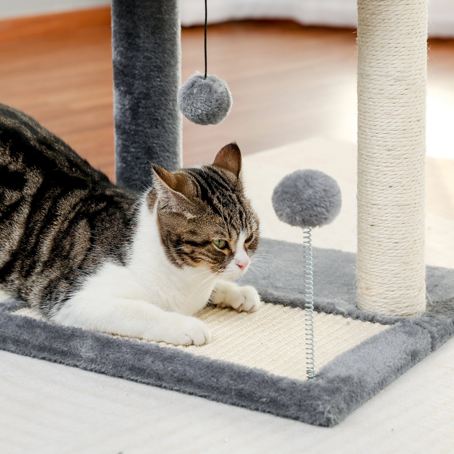 PAWZ Road Jouets Grattoirs Rond pour Chats Perchoir Lit