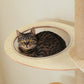 PAWZ Road Kratzbaum | Boden-Decken-Höhenverstellung | Mit XXL-Kratzpfosten (10,4 cm) & Acryl-Versteck